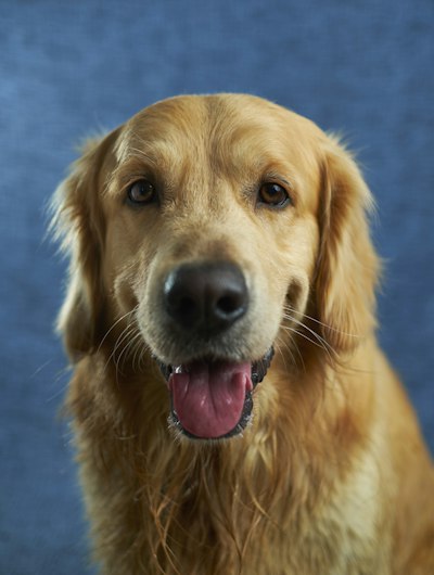 Field Spaniel portrait