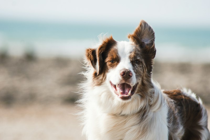 Field spaniel with family